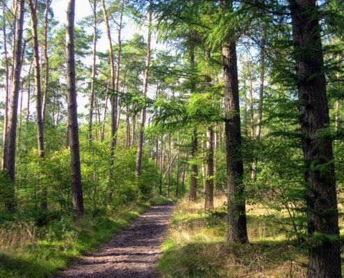 Wandeling door het Pijnenburg bos en Monnikenberg