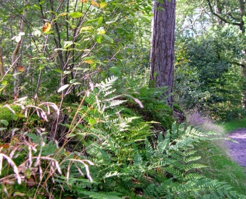 Wandeling door het Pijnenburg bos en Monnikenberg