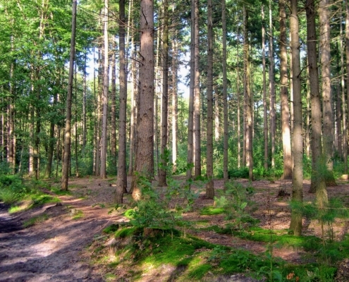 Wandeling door het Pijnenburg bos en Monnikenberg