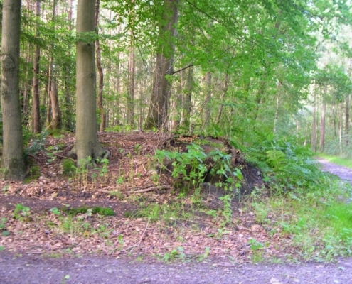 Wandeling door het Pijnenburg bos en Monnikenberg