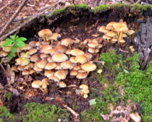 Wandeling door het Pijnenburg bos en Monnikenberg