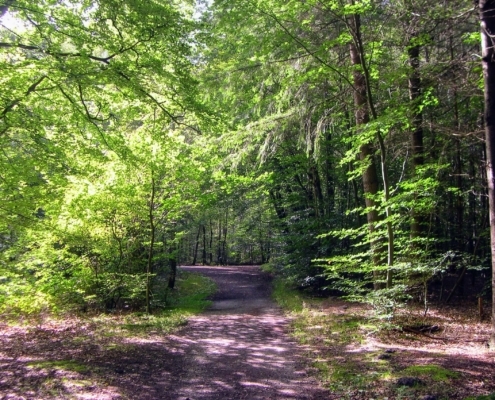 Wandeling door het Pijnenburg bos en Monnikenberg