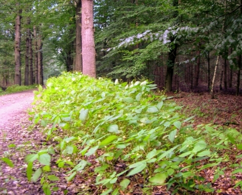 Wandeling door het Pijnenburg bos en Monnikenberg