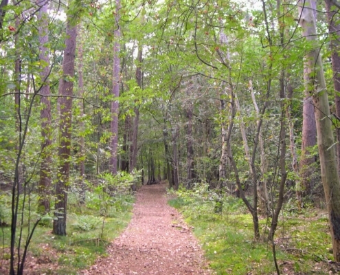 Wandeling door het Pijnenburg bos en Monnikenberg