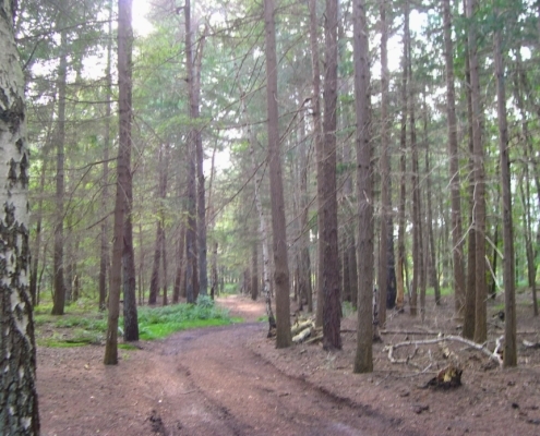 Wandeling door het Pijnenburg bos en Monnikenberg