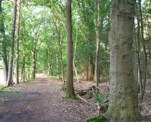 Wandeling door het Pijnenburg bos en Monnikenberg