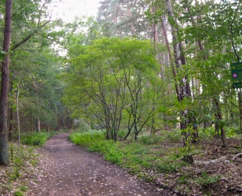 Wandeling door het Pijnenburg bos en Monnikenberg