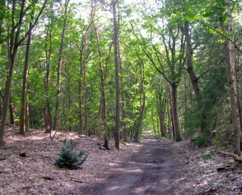Wandeling door het Pijnenburg bos en Monnikenberg