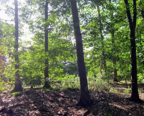 Wandeling door het Pijnenburg bos en Monnikenberg