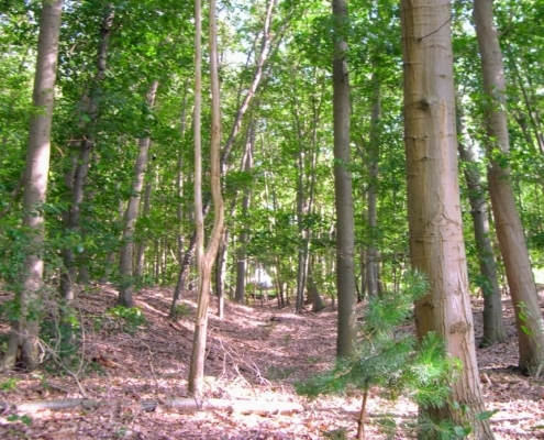 Wandeling door het Pijnenburg bos en Monnikenberg