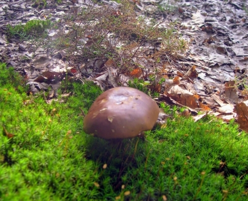 Wandeling door het Pijnenburg bos en Monnikenberg