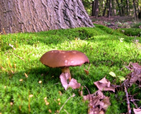 Wandeling door het Pijnenburg bos en Monnikenberg