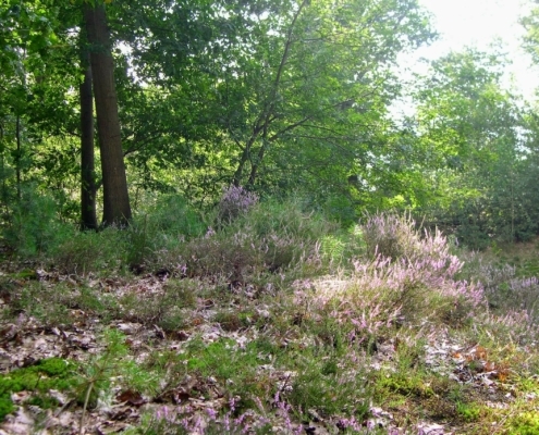 Wandeling door het Pijnenburg bos en Monnikenberg