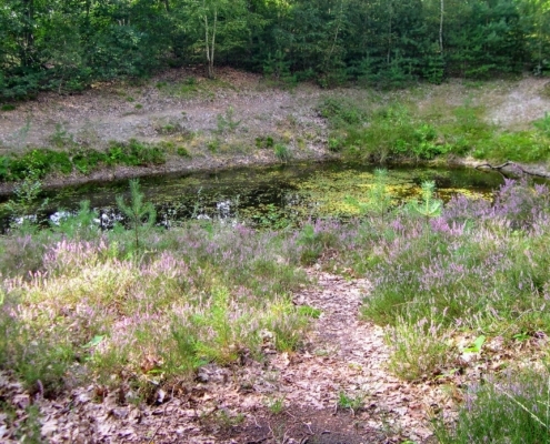 Wandeling door het Pijnenburg bos en Monnikenberg