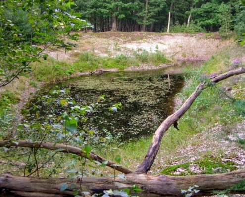 Wandeling door het Pijnenburg bos en Monnikenberg