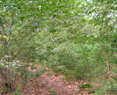 Wandeling door het Pijnenburg bos en Monnikenberg
