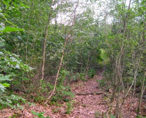 Wandeling door het Pijnenburg bos en Monnikenberg