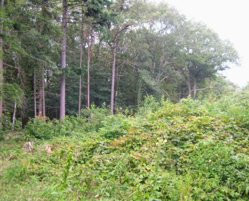 Wandeling door het Pijnenburg bos en Monnikenberg
