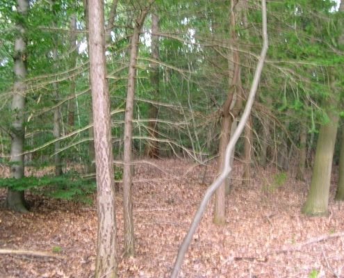 Wandeling door het Pijnenburg bos en Monnikenberg