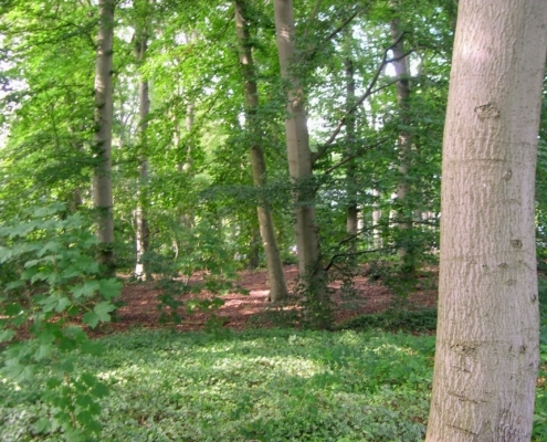 Wandeling door het Pijnenburg bos en Monnikenberg