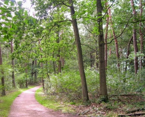 Smithuyserbos, De Zuid, Maartensdijkse Bos en Hilversums Wasmeer