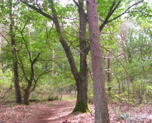 Smithuyserbos, De Zuid, Maartensdijkse Bos en Hilversums Wasmeer