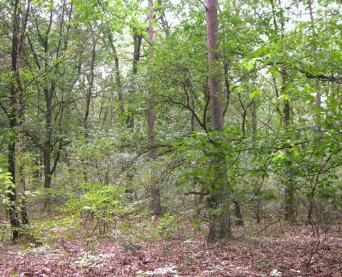 Smithuyserbos, De Zuid, Maartensdijkse Bos en Hilversums Wasmeer