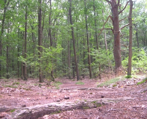 Smithuyserbos, De Zuid, Maartensdijkse Bos en Hilversums Wasmeer