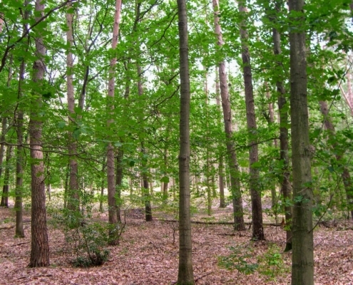 Smithuyserbos, De Zuid, Maartensdijkse Bos en Hilversums Wasmeer