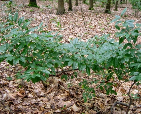 Smithuyserbos, De Zuid, Maartensdijkse Bos en Hilversums Wasmeer