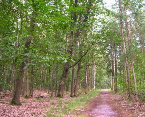 Smithuyserbos, De Zuid, Maartensdijkse Bos en Hilversums Wasmeer