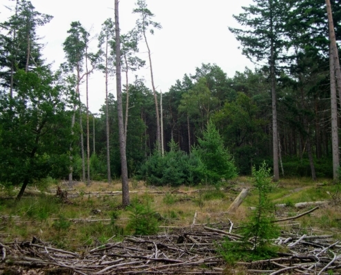 Smithuyserbos, De Zuid, Maartensdijkse Bos en Hilversums Wasmeer