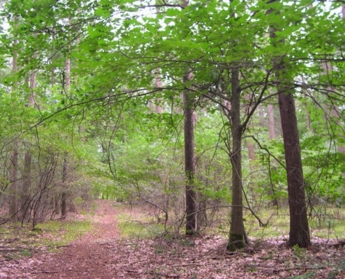 Smithuyserbos, De Zuid, Maartensdijkse Bos en Hilversums Wasmeer