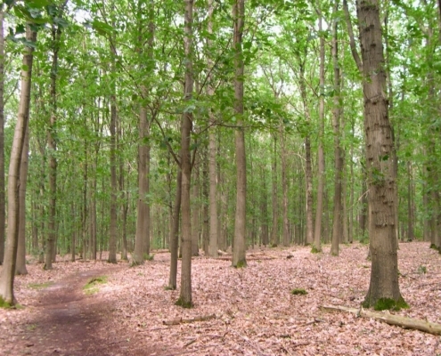 Smithuyserbos, De Zuid, Maartensdijkse Bos en Hilversums Wasmeer