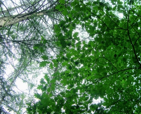 Smithuyserbos, De Zuid, Maartensdijkse Bos en Hilversums Wasmeer