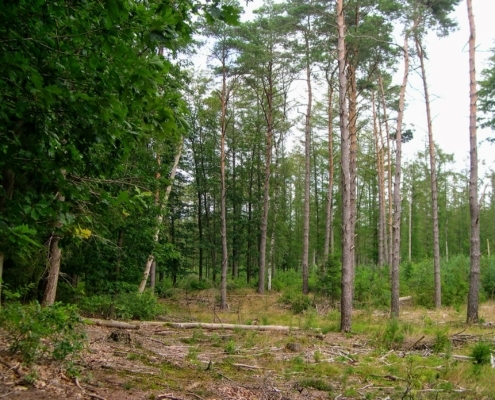Smithuyserbos, De Zuid, Maartensdijkse Bos en Hilversums Wasmeer
