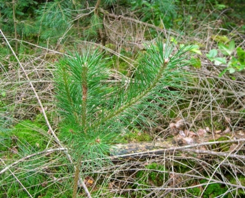 Smithuyserbos, De Zuid, Maartensdijkse Bos en Hilversums Wasmeer
