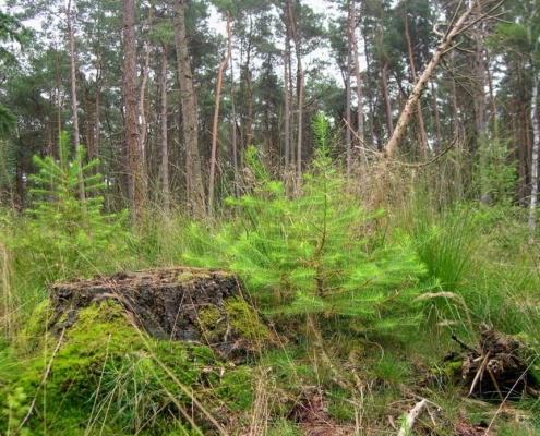 Smithuyserbos, De Zuid, Maartensdijkse Bos en Hilversums Wasmeer