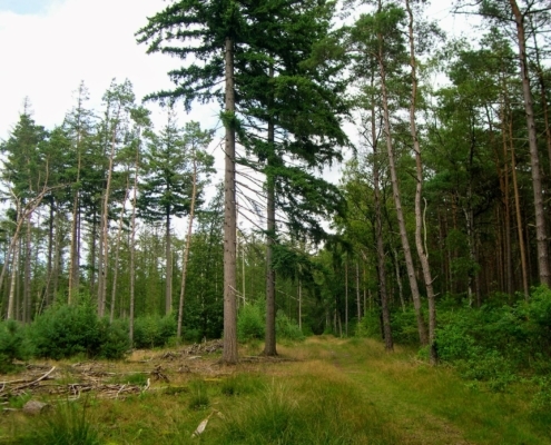 Smithuyserbos, De Zuid, Maartensdijkse Bos en Hilversums Wasmeer