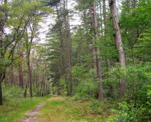 Smithuyserbos, De Zuid, Maartensdijkse Bos en Hilversums Wasmeer
