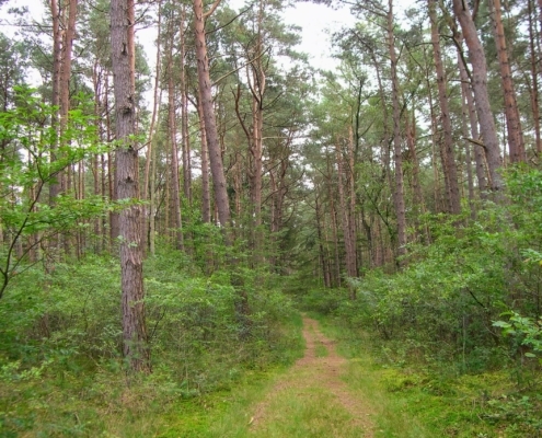Smithuyserbos, De Zuid, Maartensdijkse Bos en Hilversums Wasmeer