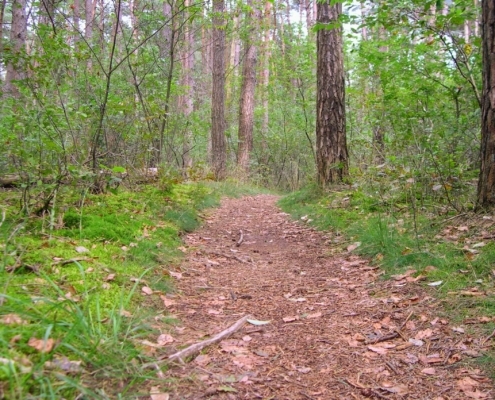 Smithuyserbos, De Zuid, Maartensdijkse Bos en Hilversums Wasmeer