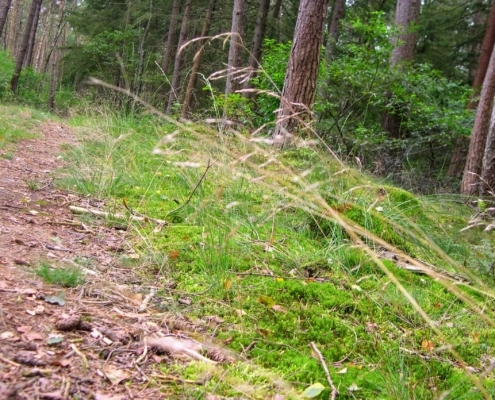 Smithuyserbos, De Zuid, Maartensdijkse Bos en Hilversums Wasmeer