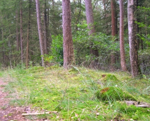 Smithuyserbos, De Zuid, Maartensdijkse Bos en Hilversums Wasmeer