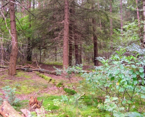 Smithuyserbos, De Zuid, Maartensdijkse Bos en Hilversums Wasmeer