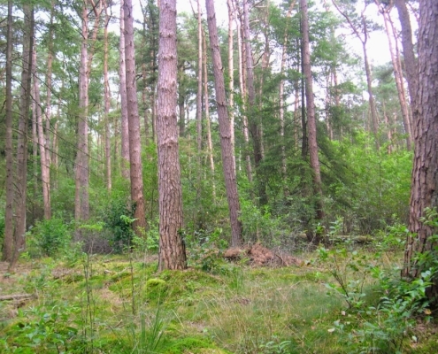 Smithuyserbos, De Zuid, Maartensdijkse Bos en Hilversums Wasmeer
