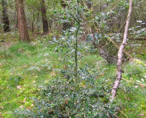 Smithuyserbos, De Zuid, Maartensdijkse Bos en Hilversums Wasmeer