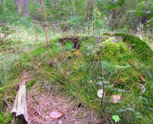 Smithuyserbos, De Zuid, Maartensdijkse Bos en Hilversums Wasmeer
