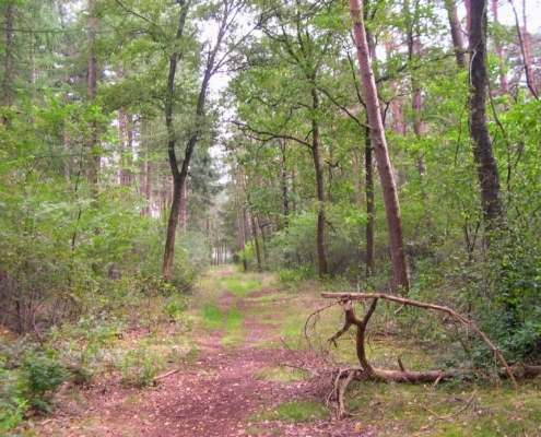 Smithuyserbos, De Zuid, Maartensdijkse Bos en Hilversums Wasmeer