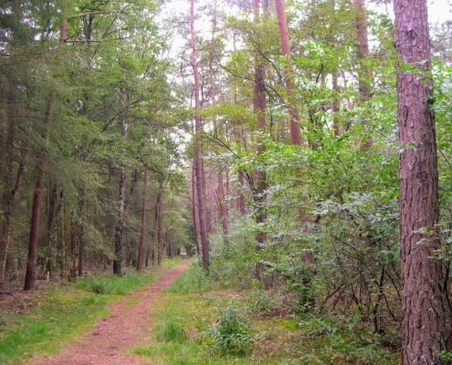 Smithuyserbos, De Zuid, Maartensdijkse Bos en Hilversums Wasmeer